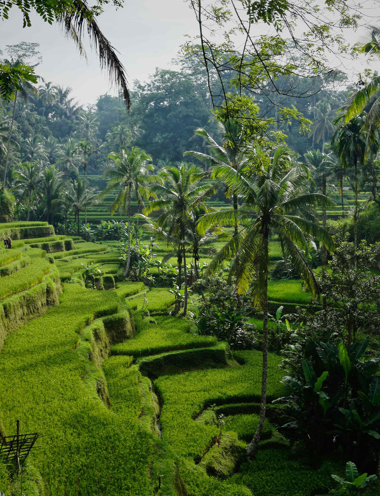 Rice Field Image